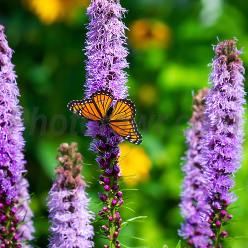 Butterfly on a purple flower with a blurred green and yellow background