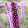 Liatris pycnostachya
