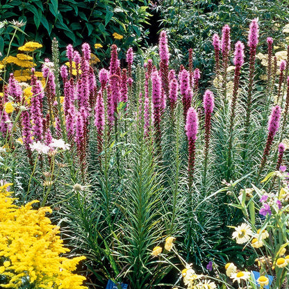 Blazing Star
