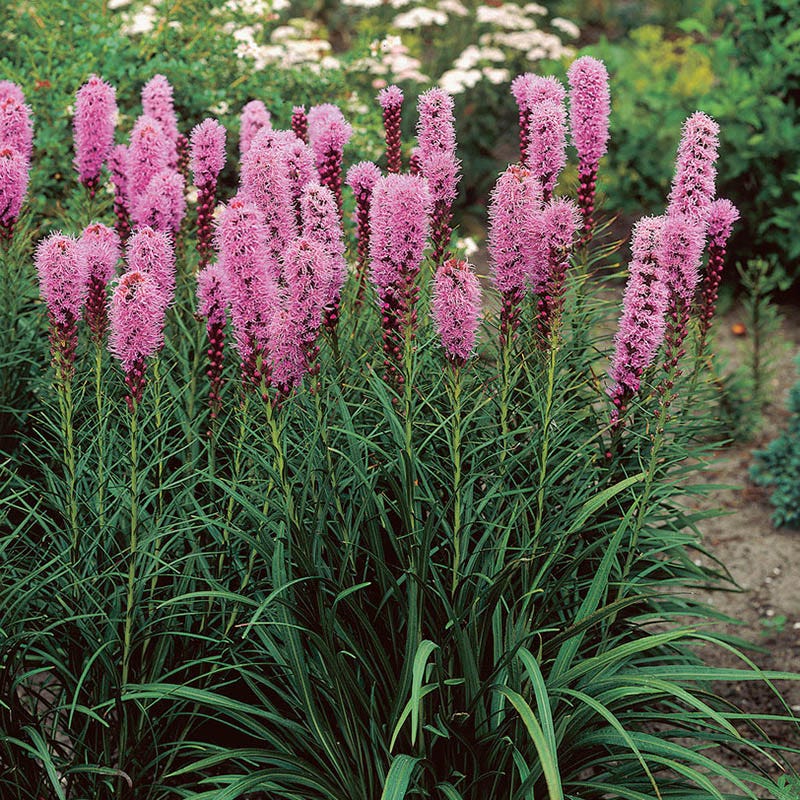 Blazing Star
