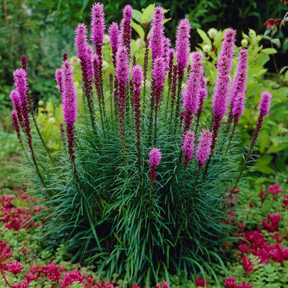 Blazing Star
