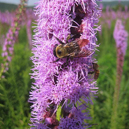 Blazing Star Seeds
