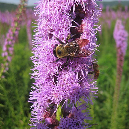 Blazing Star Seeds