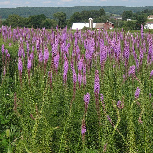Blazing Star Seeds