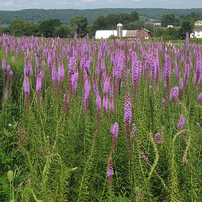 Blazing Star Seeds