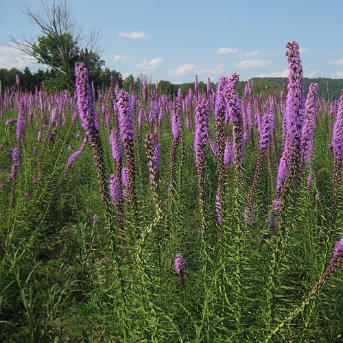 Blazing Star Seeds