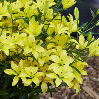 Yellow Cocotte Lily