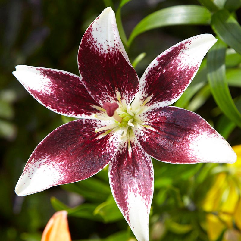 Hot Chocolate Asiatic Lily Bulbs Mix