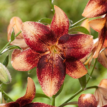 Hot Chocolate Asiatic Lily Bulbs Mix