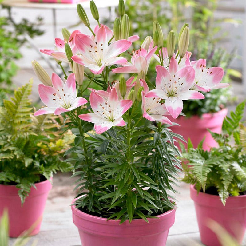 Sugar Love Lily