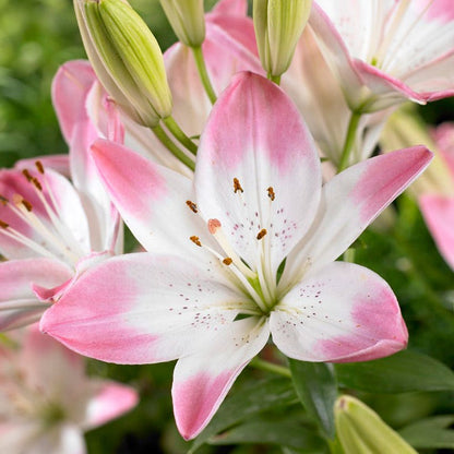 Sugar Love Lily