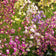 Linaria maroccana Northern Lights Mix