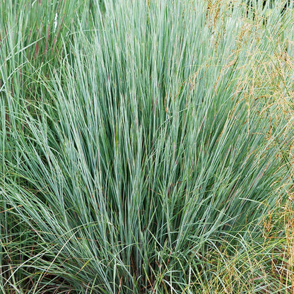 'Prairie Blues' Little Bluestem Grass
