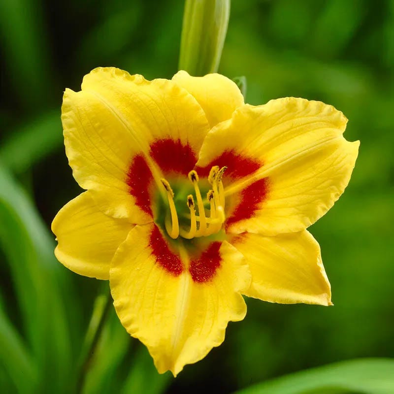 Reblooming Daylily Collection