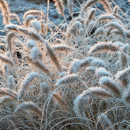 Little Bunny Mini Fountain Grass in Snow