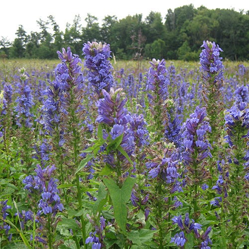 Great Blue Lobelia
