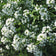 Sweet Alyssum Seeds