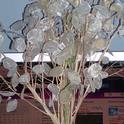 Money Plant Seeds