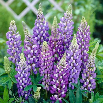 'Gallery Blue' Lupine (Lupinus)