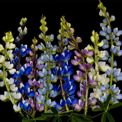Lupine Seed Mix