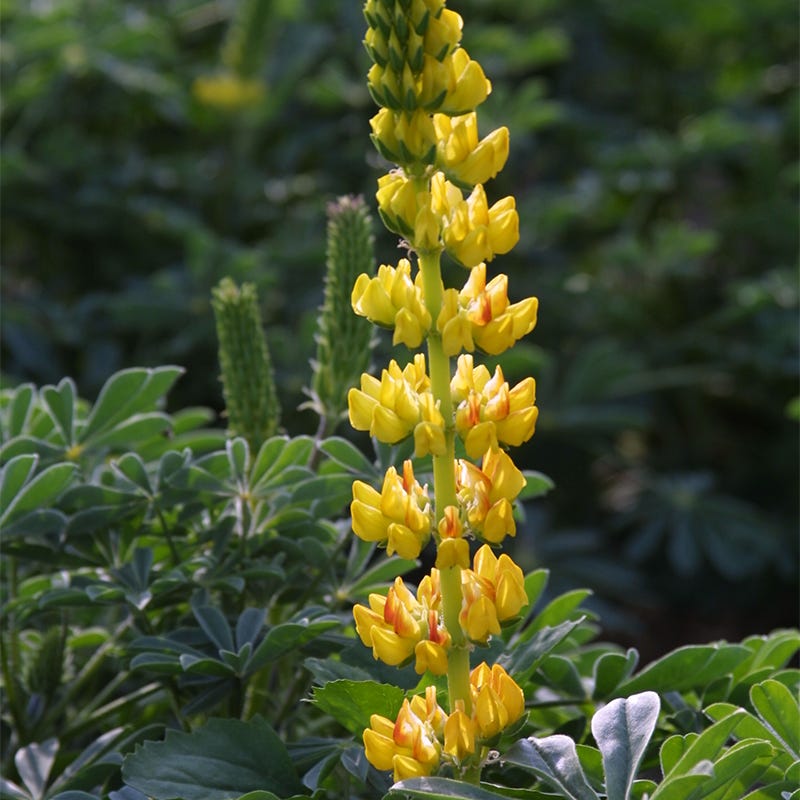 Lupine Seed Mix
