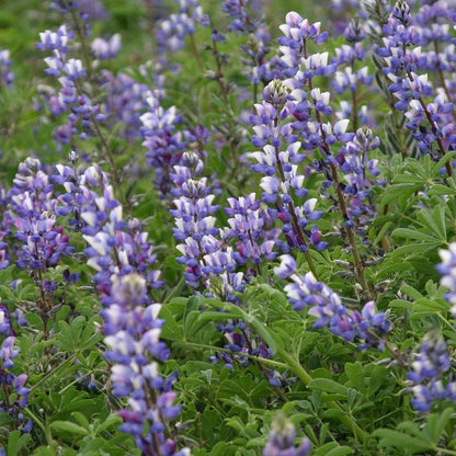 Arroyo Lupine Seeds