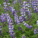 Arroyo Lupine Seeds