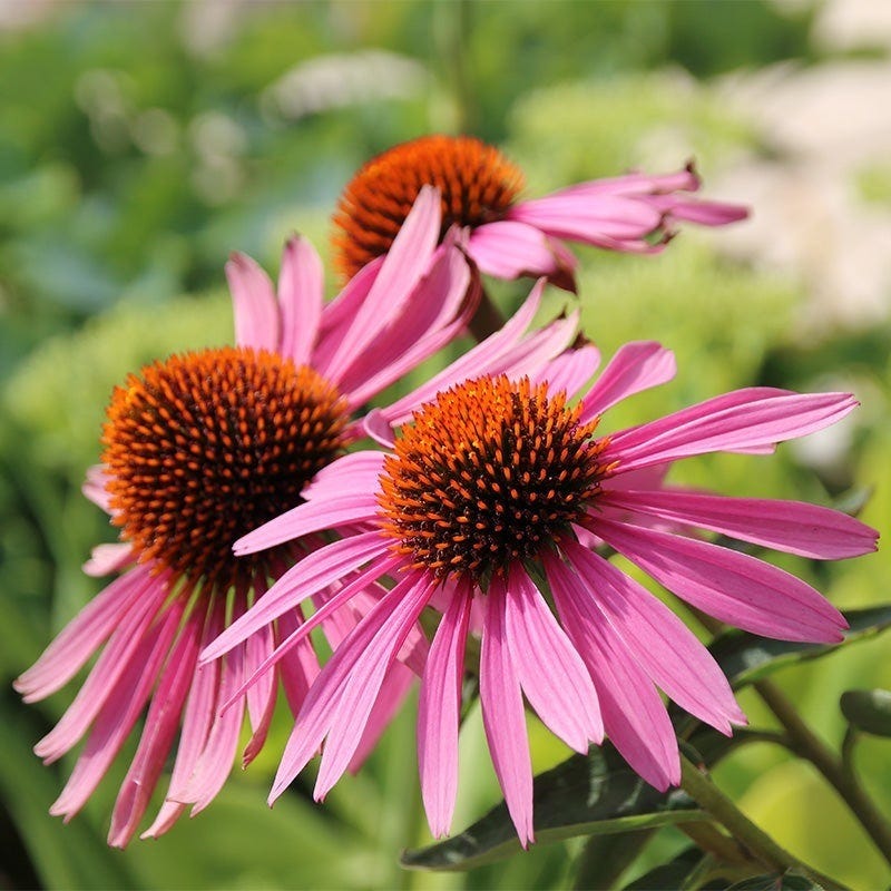 Echinacea purpurea (Coneflower) Magnus, Purple Coneflower Magnus