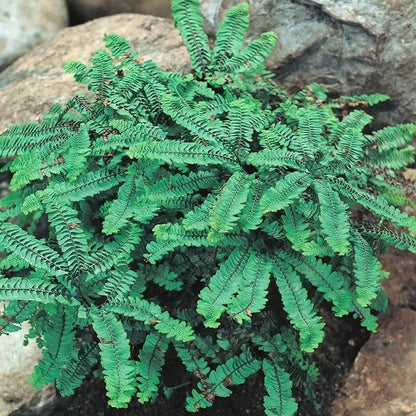 Shady Nook Fern Collection