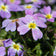 Malcolmia maritima