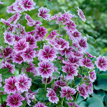 Pink Mallow Zebrina, Malva sylvestris