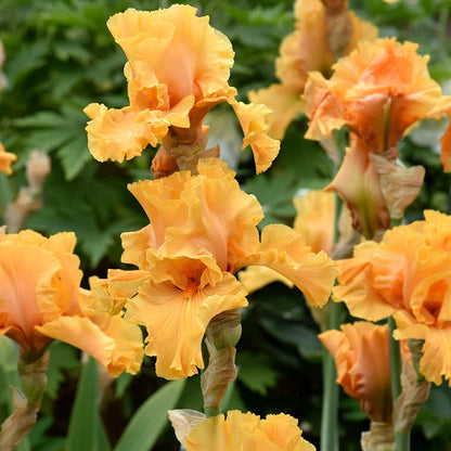 Mango Entree Bearded Iris