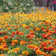 Sparky Marigold Seed Mix