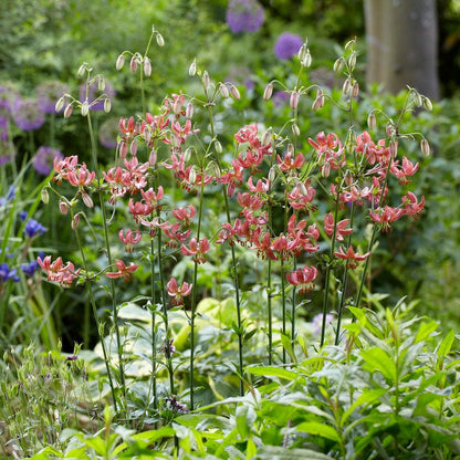 Manitoba Morning Martagon Lily