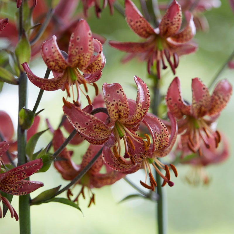 Manitoba Morning Martagon Lily