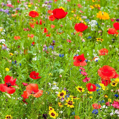 Minnesota Select Wildflower Seed Mix