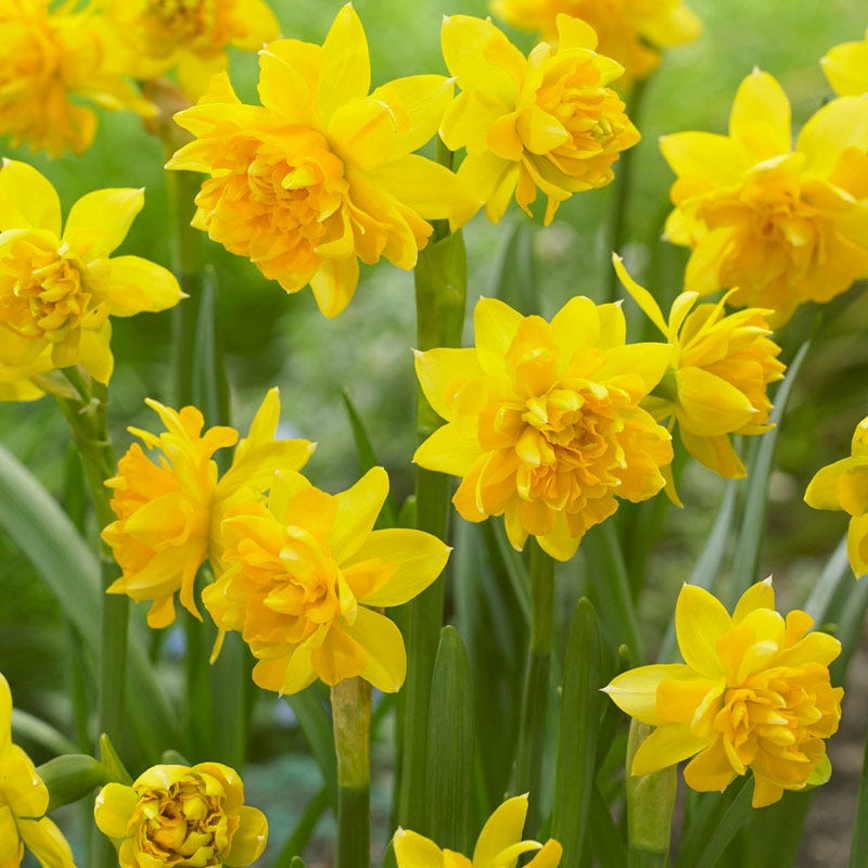 Naturalizing Mini Daffodil Collection