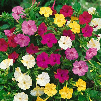 Four O'Clock Seed Mix