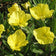 Missouri Primrose Seeds