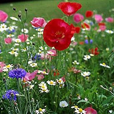 A Walk in God's Garden Seed Packet