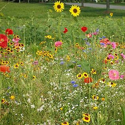 A Walk in God's Garden Seed Packet