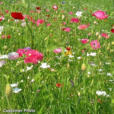 A Walk in God's Garden Seed Packet