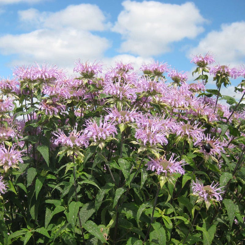 Monarch Nectar Seed Packet Collection