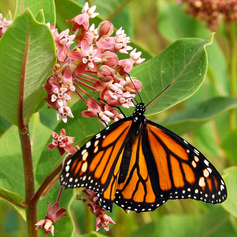 Monarch Nectar Seed Packet Collection