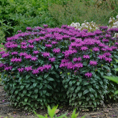 Sugar Buzz® Rockin' Raspberry Bee Balm