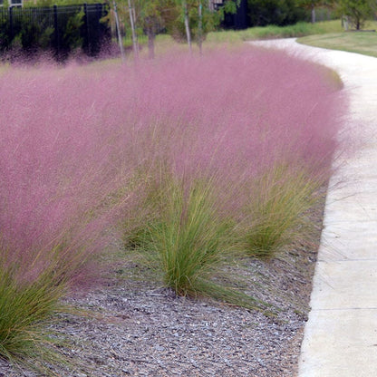 Pink Cloud Muhly Grass