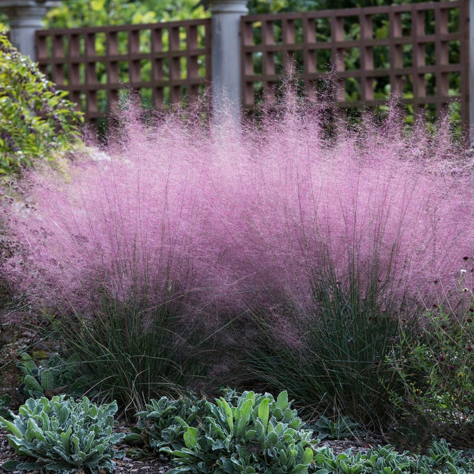 ‘Pink Cloud’ Muhly Grass (Muhlenbergia)