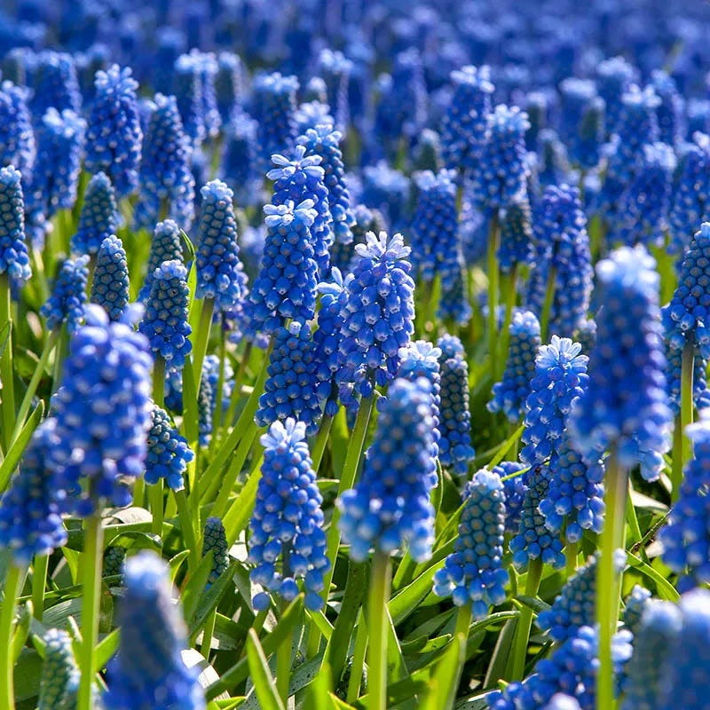 Naturalizing Lawn Bulb Collection