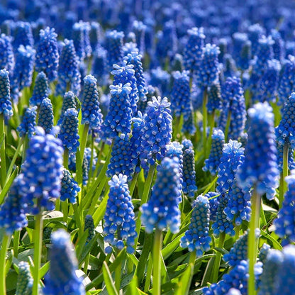Naturalizing Lawn Bulb Collection