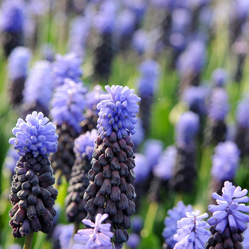 Muscari latifolium